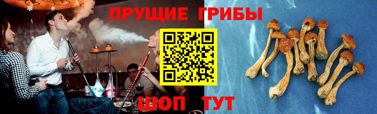 Псилоцибиновые грибы Cubensis Волжский